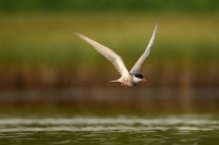 Rybak bahenni - Chlidonias hybrida - Whiskered Tern 1175